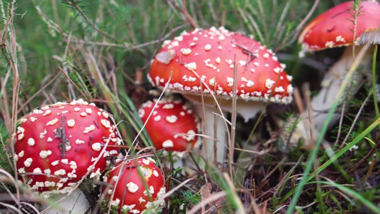 Amanita Muscaria, poisonous mushroom in natural forest background.