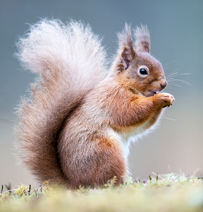 A Red Squirrel eating a nut. Taken in UK