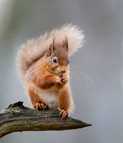 esquilo vermelho em uma filial - curious squirrel - fotografias e filmes do acervo