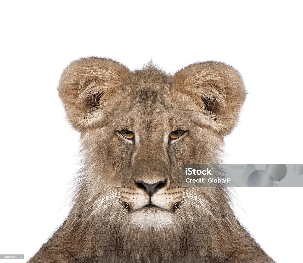 Immatures lion en face de fond blanc studio tourné - Photo de Animal vertébré libre de droits
