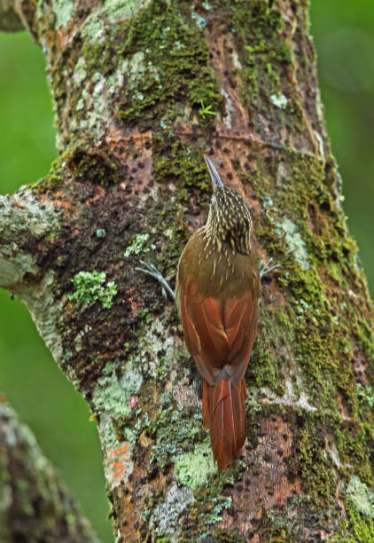 Cocoa Woodcreeper Cocoa Woodcreeper (Xiphorhynchus susurrans) adult clinging to tree-trunk"n"nCanopy Lodge, El Valle, Panama          October woodcreeper stock pictures, royalty-free photos & images