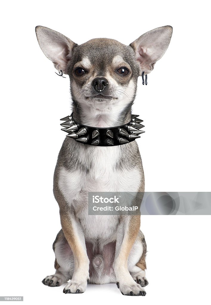 Retrato de Chihuahua com piercings leite e gola rosto - Foto de stock de Coleira de Pescoço de Cachorro royalty-free