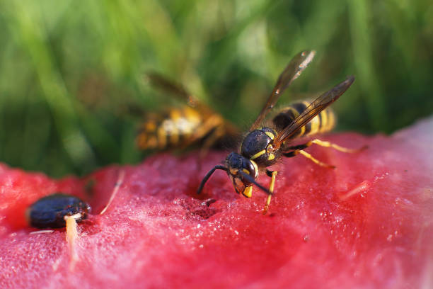istock wasp on a watermelon close up on a grass background.  A wasp macro. 1184390633