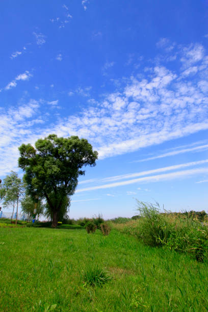 istock trees and grass under blue sky in a park , north china 1184390646