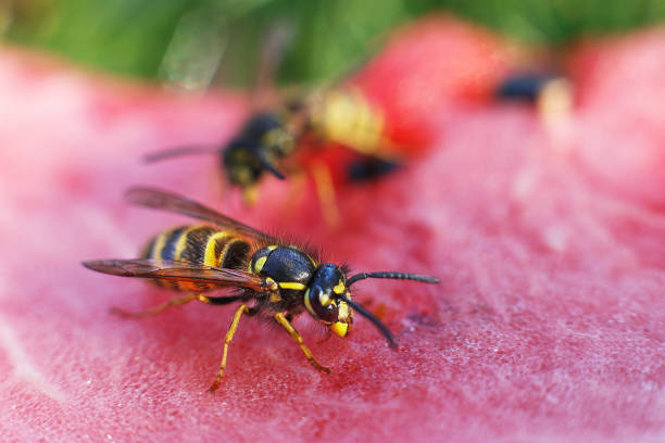 istock wasp on a watermelon close up on a grass background.  A wasp macro. 1184391309