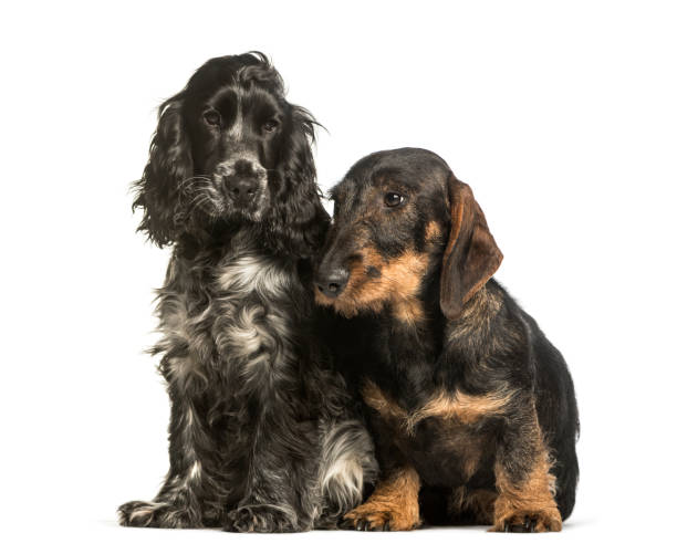 istock Cocker Spaniels and dachshund sitting against white background 1184391398