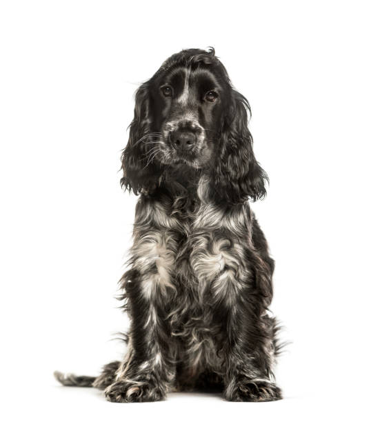 istock Cocker Spaniels sitting against white background 1184391518