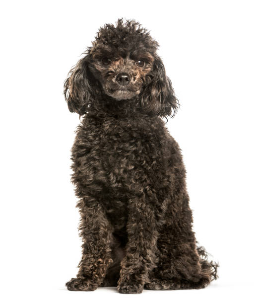 istock Toy poodle sitting against white background 1184391536