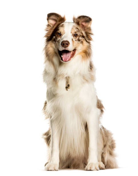 istock Border Collie sitting against white background 1184391625