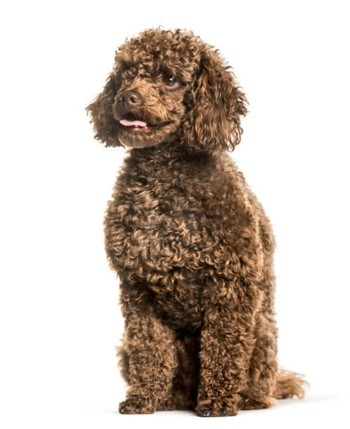 istock Toy poodle sitting against white background 1184391678