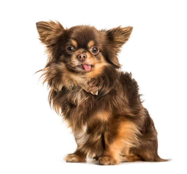 istock Chihuahua sitting against white background 1184391692