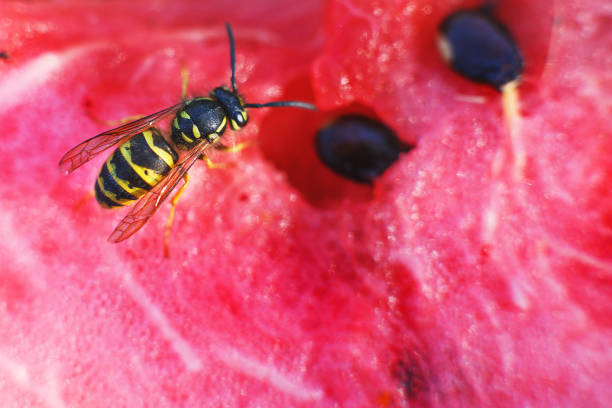 istock wasp on a watermelon close up .  A wasp macro 1184391701