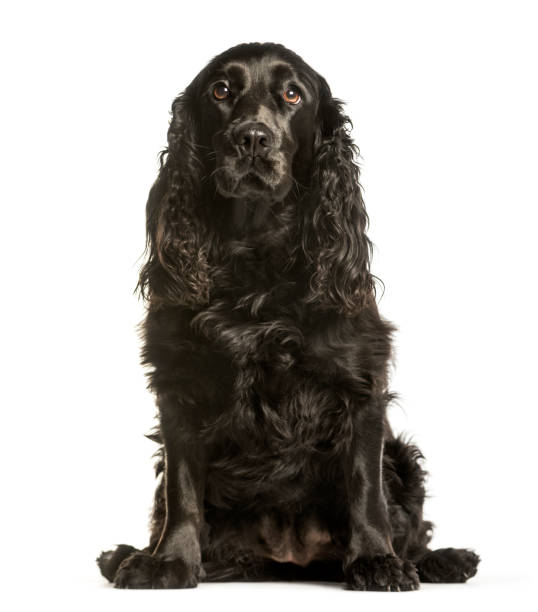 istock Cocker Spaniels sitting against white background 1184391711
