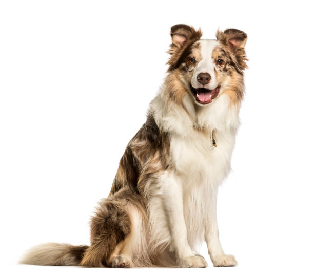 istock Border Collie sitting against white background 1184391750