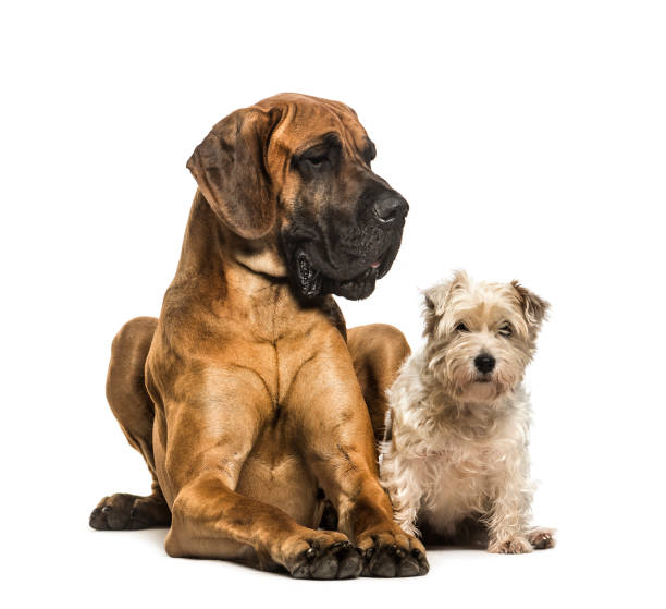 istock Great Dane and Mixed-breed dog sitting against white background 1184391755