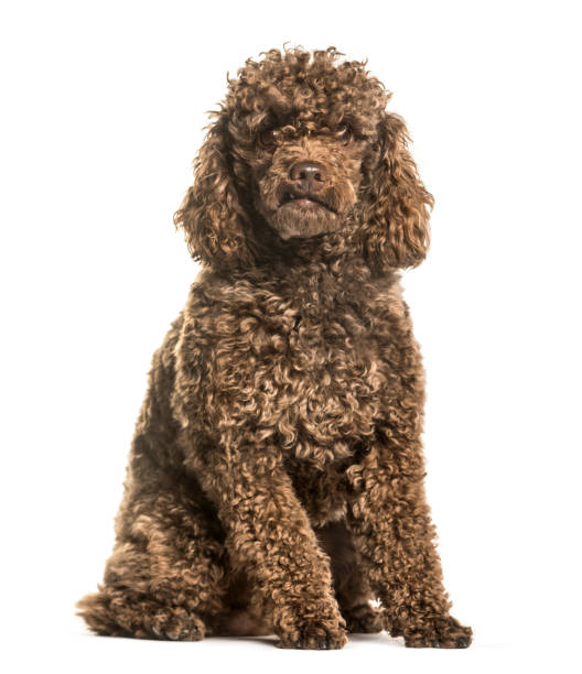 istock Toy poodle sitting against white background 1184391777