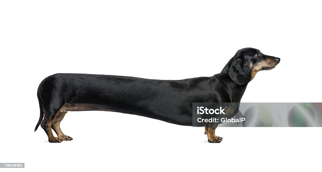 Dachshund largo en frente de fondo blanco - Foto de stock de Perro tejonero libre de derechos