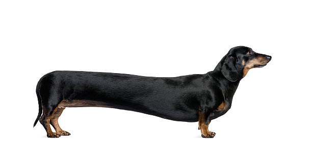 걸리죠 닥스훈트 앞에서 흰색 배경 - dachshund 뉴스 사진 이미지