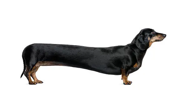 Photo of Long Dachshund in front of white background