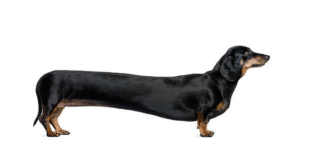 dachshund longa na frente de fundo branco - basset alemão - fotografias e filmes do acervo
