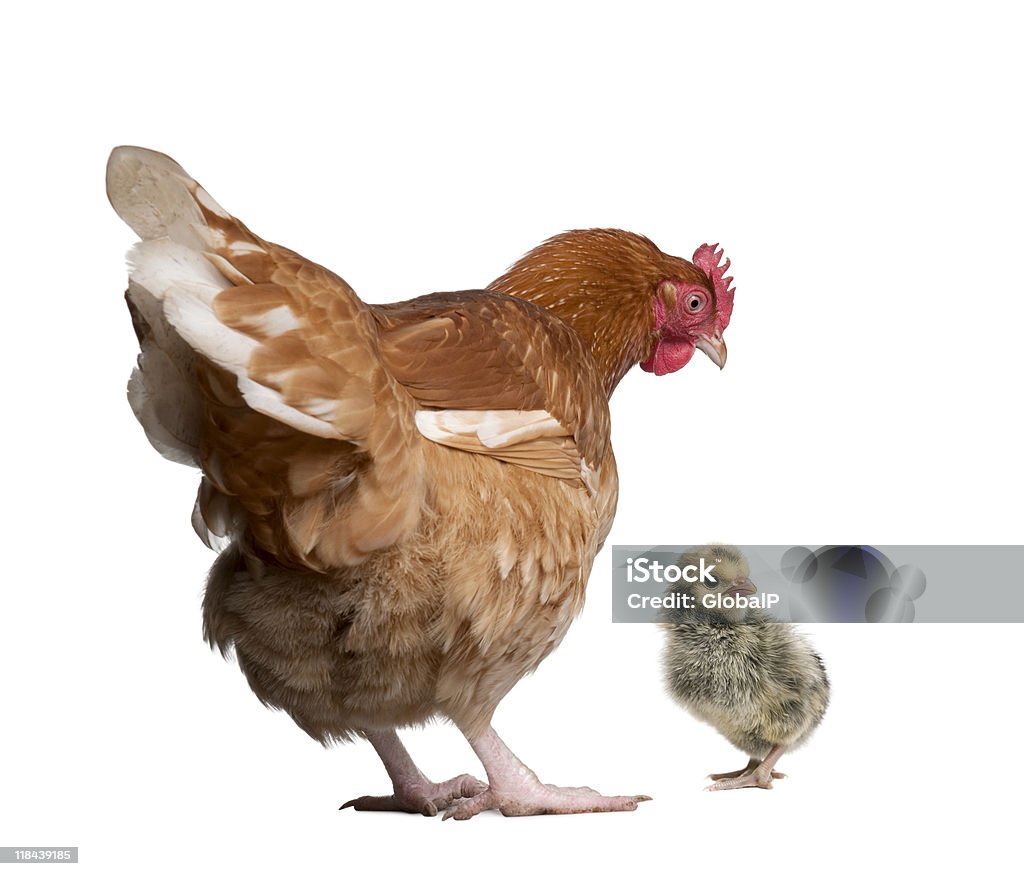 Brown hen e chick, 1 giorno precedente, Fotografia da studio - Foto stock royalty-free di Ambientazione interna