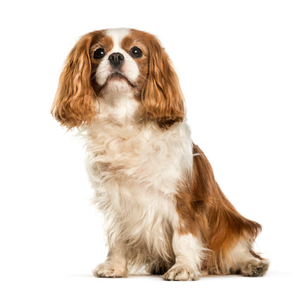 istock Cavalier King Charles Spaniel sitting against white background 1184391870