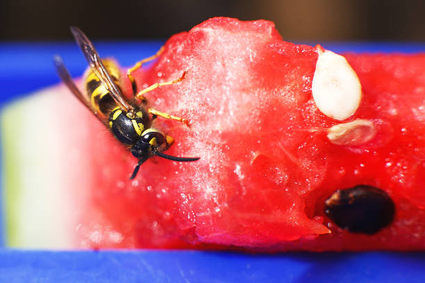 istock wasp on a watermelon close up on a blue background.  A wasp macro. 1184391888