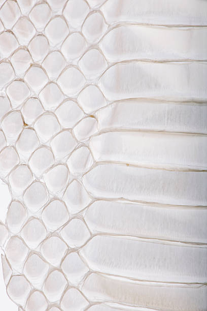 istock Close-up of squamata, scaled reptile 118439189