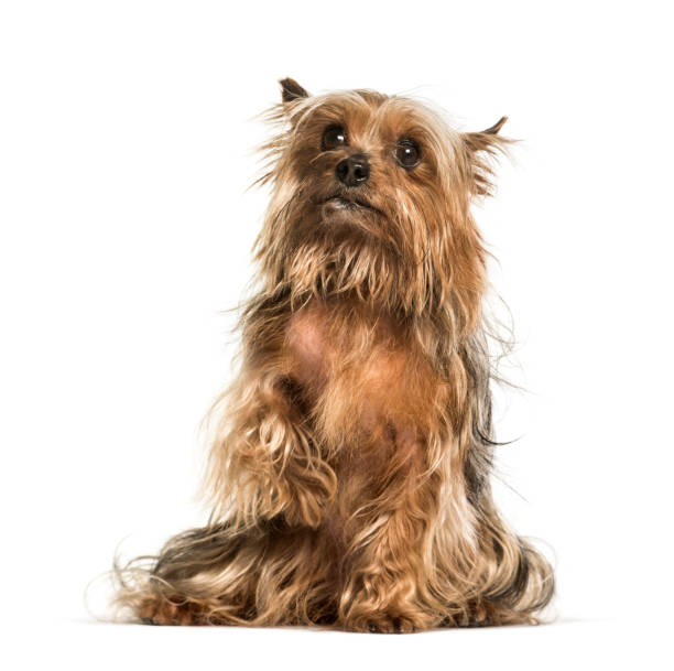 istock Yorkshire terrier sitting against white background 1184391901