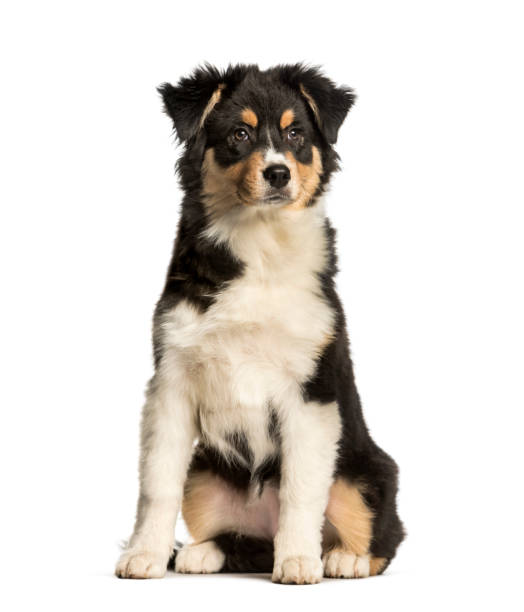 istock Australian Shepherd, 5 months, sitting against white background 1184392014