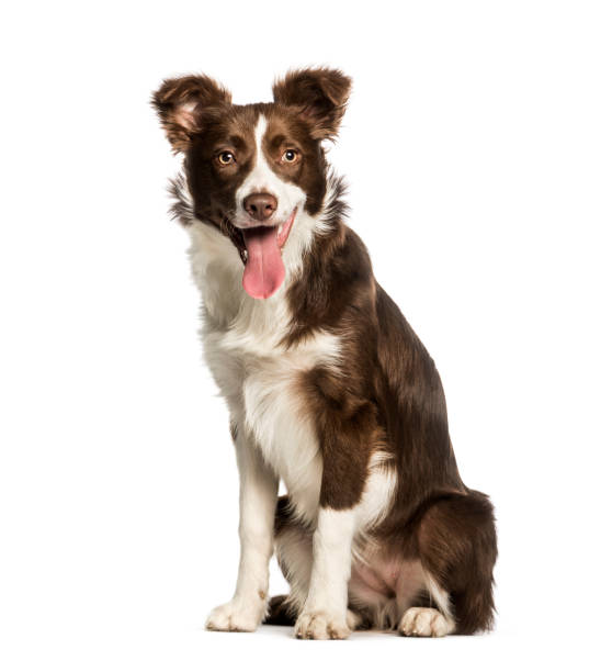 istock Border Collie sitting against white background 1184392070