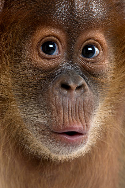 primer plano de un bebé orangután de sumatra - menari fotografías e imágenes de stock