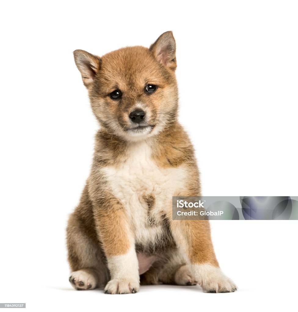 Chú Chó Con Shiba Inu 8 Tuần Tuổi Ngồi Trên Nền Trắng Hình ảnh Sẵn ...