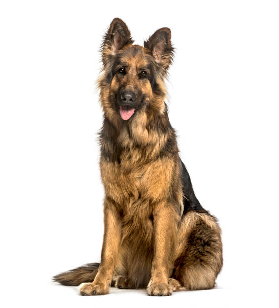 istock Old German Shepherd Dog sitting against white background 1184392179