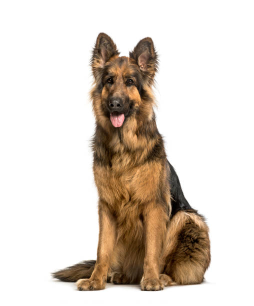 istock Old German Shepherd Dog sitting against white background 1184392288