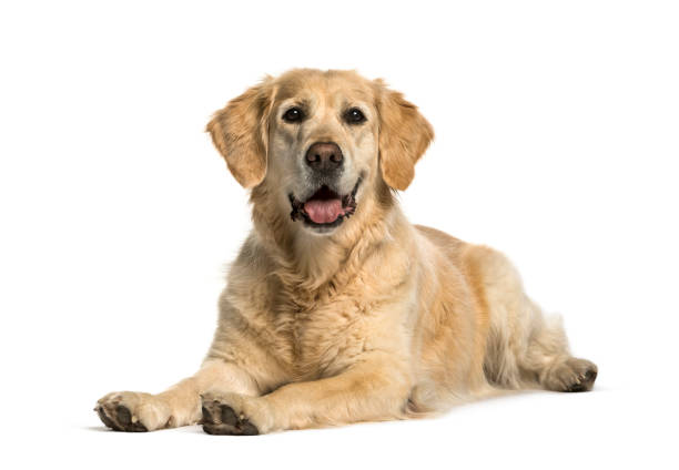 golden retriever lying against white background - dog golden retriever lying down isolated imagens e fotografias de stock