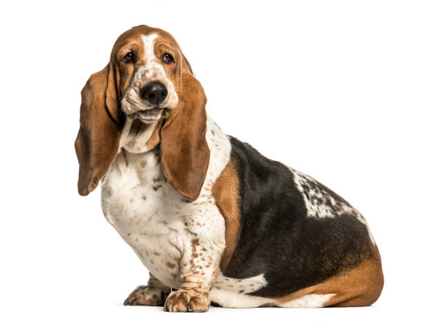istock Basset Hound sitting against white background 1184392325