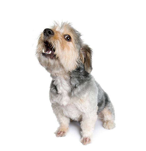 Cross Breed dog barking in front of white background  barking animal photos stock pictures, royalty-free photos & images