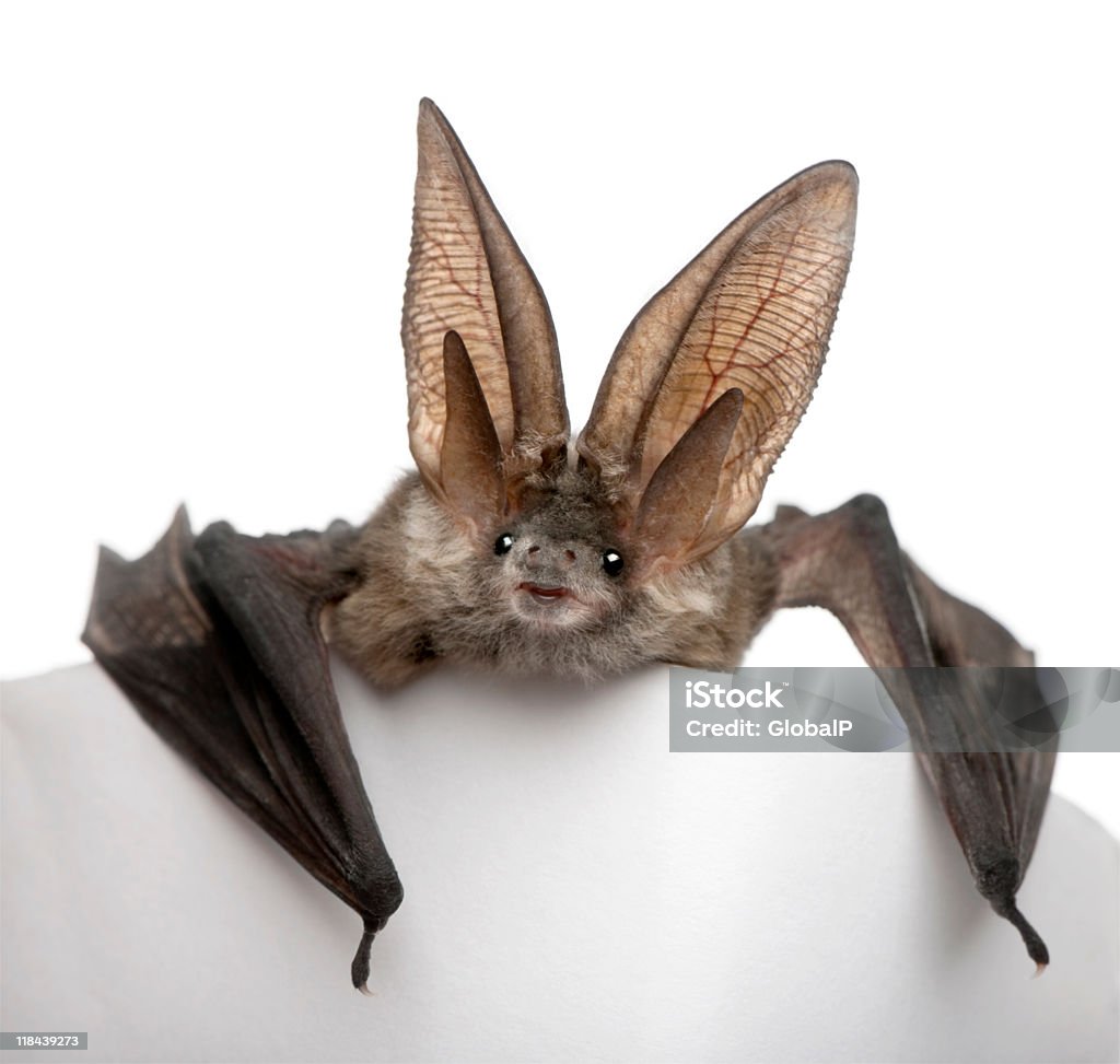 Long-eared gray bat on white platform with white background Grey long-eared bat, Plecotus astriacus, in front of white background, studio shot. Bat - Animal Stock Photo