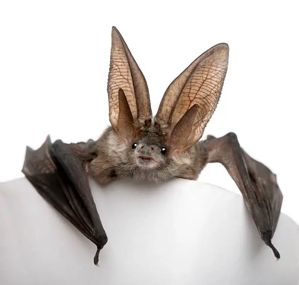 Grey long-eared bat, Plecotus astriacus, in front of white background, studio shot.