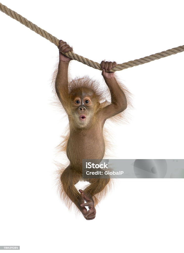 Baby Orangutan sumatrzański wiszące na Lina na białym tle - Zbiór zdjęć royalty-free (Małpa człekokształtna)