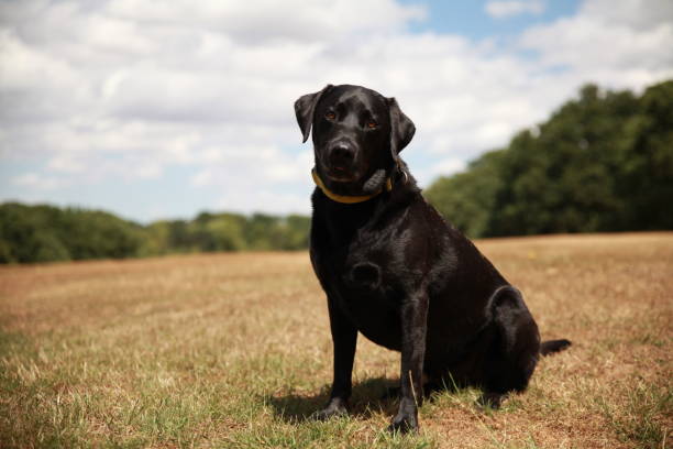 istock Black Labrador in a field in the summer 1184393152