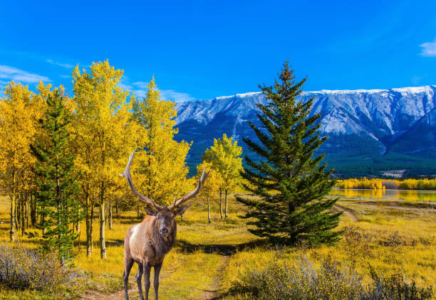 istock Indian Summer in the Rockies 1184394547