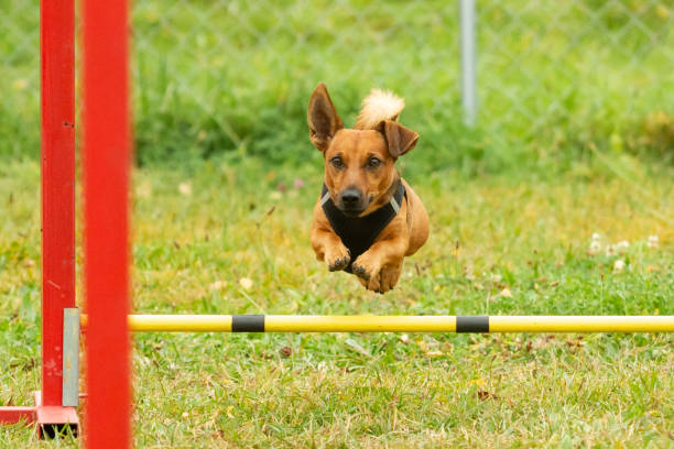 istock A young brown mixed breed dog learns to jump over obstacles in agility training. Age 2 years. 1184394713