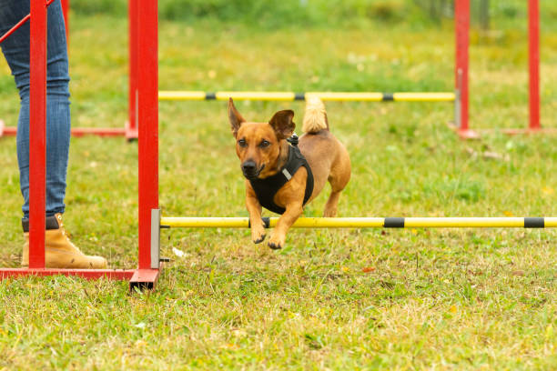 istock A young brown mixed breed dog learns to jump over obstacles in agility training. Age 2 years. 1184394714