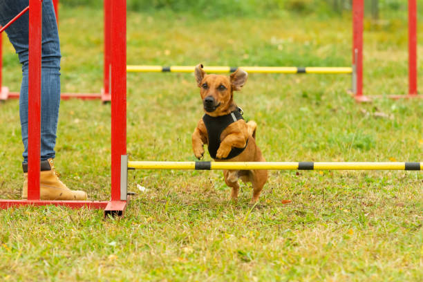istock A young brown mixed breed dog learns to jump over obstacles in agility training. Age 2 years. 1184394755