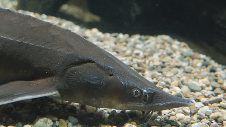 Sturgeon swimming on the ground