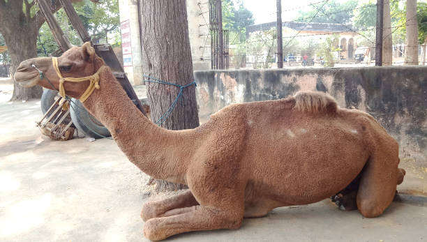 istock 'Ship of Desert' Camel sit on road in Pushkar Cattle Fair 1184395612