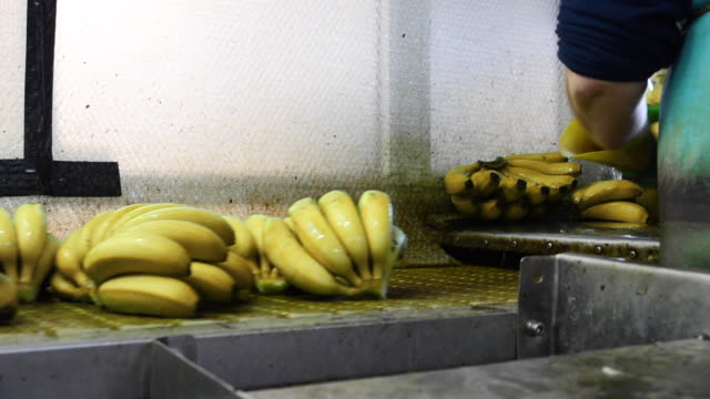 Banana during packing process, Banana on conveyor belt on packing line.