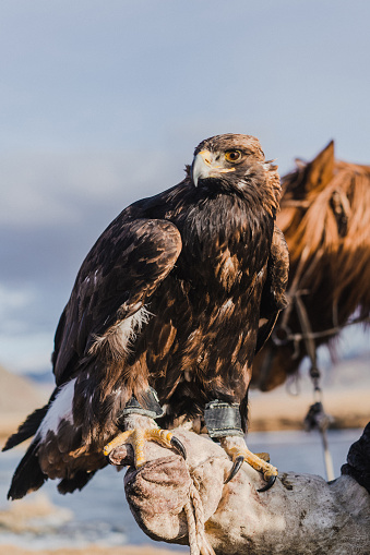 Close up  of eagle near the river  in Mongolia